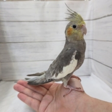 ちょっぴり小柄なオカメさん🎵　オカメインコ(ノーマル)