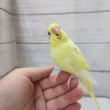 最新画像あり！　優しい色合い〜🌈　セキセイインコ(パステルレインボーパイド)
