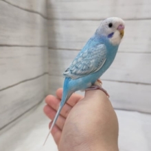 セキセイインコ（ブルースパングル）　きれいな青空カラーです！　