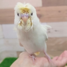 カキカキだいすき❤羽衣セキセイインコさん入荷しました〜❤