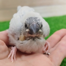 ご飯の催促止まらない❤シルバー文鳥のヒナ入荷しました〜❤