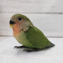 定番人気カラー🌸　コザクラインコ(ノーマル)