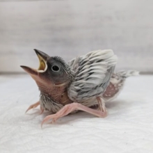 やってまいりました〜🐤　シルバー文鳥