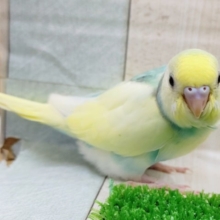 フェアリー感のあるセキセイインコ(パステルレインボースパングルパイド)さん入荷しました❤