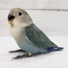 様々な青色が見られます〜🔵　コザクラインコ(アクアターコイズ)