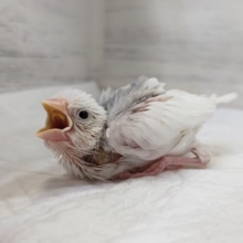 将来は大福〜!?🤍　白文鳥