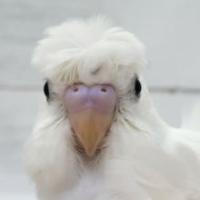 わっしょい羽衣セキセイインコダブルファクターその1
