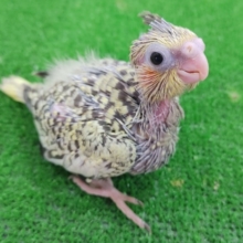 オカメインコのヒナ(パール)入荷しました〜❤