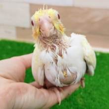 オカメインコのヒナ(ルチノー)入荷しました〜❤