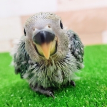 コザクラインコのヒナ(ブルーチェリー)入荷しました〜❤