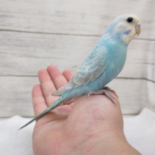 最新画像あり！　セキセイインコ（パステルレインボー）　人気カラーのヒナが来ました！