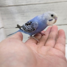 手の上が落ち着くんです〜🥰　セキセイインコ(オパーリン)