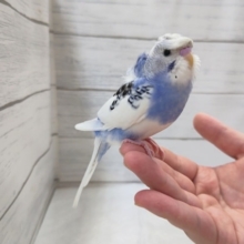くるくるぱっか〜ん🌀　羽衣セキセイインコ(パイド)