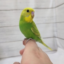 最新画像あり！　緑のボディと黄色いお顔💚　セキセイインコ(スパングル)