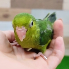 カキカキ好きです❤ちびまめー！マメルリハノーマル♀