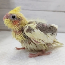 久しぶりのヒナさん来ました～🐣　オカメインコ(シナモンパイド)