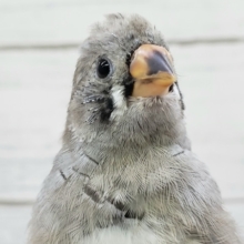 最新画像更新です。鳴き声が特徴的なんです〜🐣　キンカチョウ(ノーマル)