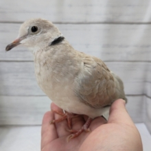 最新画像あり！　とってものんびりさん〜⛅　ジュズカケバト
