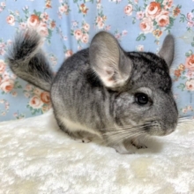 チンチラ  ノーマルグレー🐭  男の子  お久しぶり入舎！