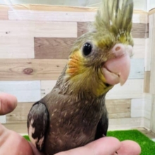 最新画像更新☆まだヒナだよ～オカメインコのなかまいりっ！