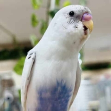 ベタ慣れはすぐそこ！？セキセイインコ(ハルクイン)