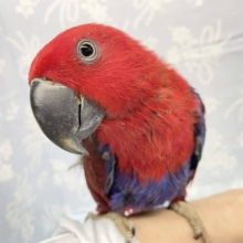 ド派手❤️オオハナインコ(女の子)  2022年3月生まれ