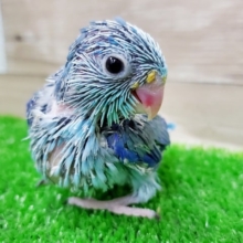 わたわたですっ！青くてかわいいマメルリハ