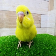 ヒヨコじゃないよ♡セキセイルチノー☆