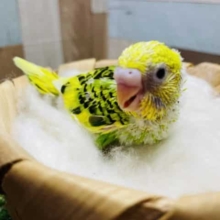 ごはんが大好きなヒナさん！セキセイインコのパイドカラー！