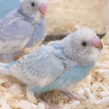 ずーーーっと一緒にいたんです☆　セキセイインコ　スパングルパイド～～