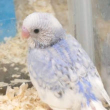 飛ぶ気満々♪♫　セキセイインコ　スパングルパイド～～