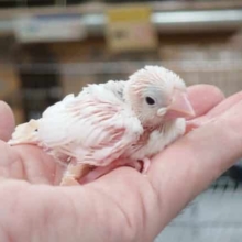 表現力がｽﾃｷ☆　白文鳥です～～