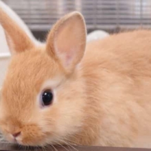 のぞくうさぎ、ネザーランドドワーフラビット☆