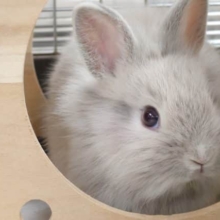 ふわっふわのらいおん、優しいコ～～　ライオンラビット☆