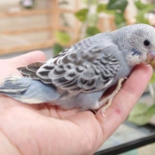 体、ぴったりよせーー　セキセイインコ　グレーオパーリン☆