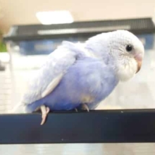 止まること知らないっ　セキセイインコ　スパングルパイド〜～