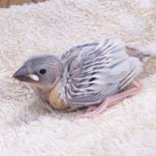 きたよーーーっ　可愛いヒナ☆　シルバー文鳥～～