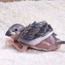 振り向きｽｶﾞﾀ、ｽﾃｷ☆　桜文鳥～～～