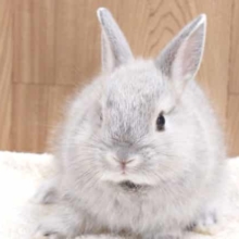まんざらでもない、うさぎ餅♫　ネザーランドドワーフラビット　チンチラですっ　