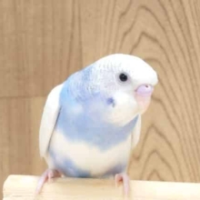 慣れるまでーー　馴れるまでーーー　特訓あるのみ☆　セキセイインコ　パイド～～