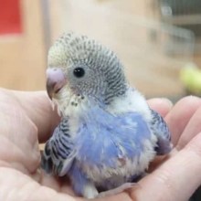 小さくとも、元気いっぱい☆　セキセイインコ　イエローフェイスオパーリン〜～