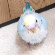 仕草があどけなく、可愛いコっ　セキセイインコ　レインボー～～～