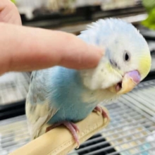 頭ほわぁっ！セキセイインコ(レインボー)