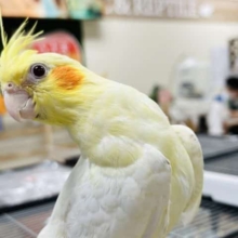 【最新画像更新です‪☆】お歌が上手？♪1人餌のオカメインコ(ルチノー)