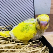 模様が少なめかな？イエロー×グリーンが綺麗なセキセイインコスパングルパイド！