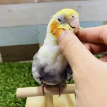 カキカキ大好きなんです♡甘え上手なオカメインコパイド！！
