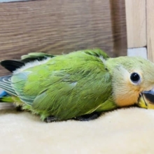 まだ緊張気味だけど食欲旺盛！コザクラインコノーマルヒナです♪