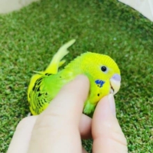 最新画像になりますよ‼️ウブちゃんでも好奇心旺盛‼️ セキセイインコ　パイド