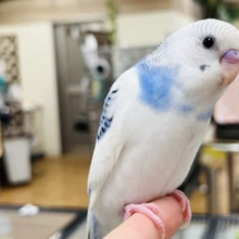【最新画像更新‪☆カゴデビュー！】キラり系ですねっ　笑顔が　セキセイインコ　パイド～～