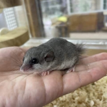 ふわふわ尻尾にくりくりおめめ！！　アフリカヤマネ　女の子